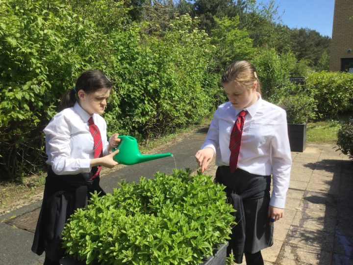 Picture of two pupils watering a plant